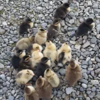 جوجه اردک محلی اصل