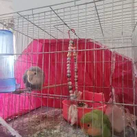 هر کدوم یک میلیون چهار تاشم باهم میفروشم.