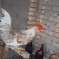 خروس ریشو