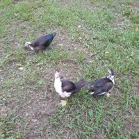 ۳ عدد اردک اسراییلی ماده ۵ ماهه