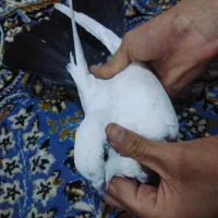 کفتر|پرنده|بندر ماهشهر, |دیوار