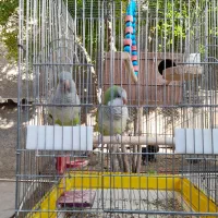 جفت طوطی راهب