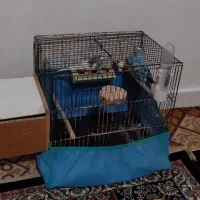 عروس|پرنده|رشت, حومه رشت|دیوار