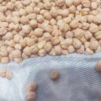 نخودابگوشتی درجه یک برای کاشت