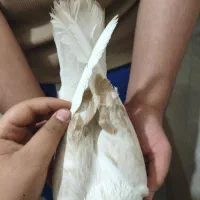 کبوتر دوکت