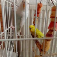 مرغ عشق مولد با جوجه و تخم