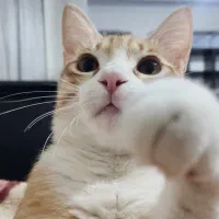 واگذاری گربه نر نارنجی (ده ماهه) - عقیم شده - DSH