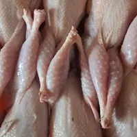 بلدرچین(تخ‌م نطفه دار،خوراکی) بالغ تخمگذار|حیوانات مزرعه|رشت, حمیدیان|دیوار