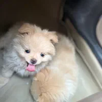 توله سگ پامر خرسی عروسک