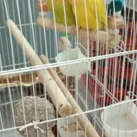 جفت طوطی برزیلی لاوبرد