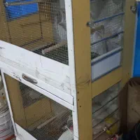 قفس عروس هلندی