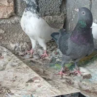 کبوتر گره|پرنده|میناب, |دیوار