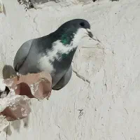 رسمی. شازده و..|پرنده|کرمان, |دیوار