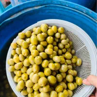 زیتون|خوردنی و آشامیدنی|تهران, میدان میوه و ترهبار مرکزی|دیوار