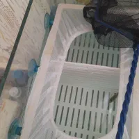 ماهی اکواریمی|ماهی|مراغه, |دیوار