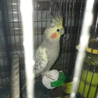 عروس هلندی و مرغ عشق