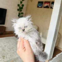 گربه اسکاتیش لانگ هیر