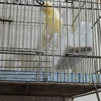 جوجه‌قناری‌نر|پرنده|تایباد, |دیوار