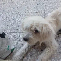 فروش سگ اشپیدز تریر