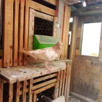 کبوتر|پرنده|گنبد کاووس, |دیوار