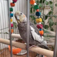 عروس هلندی نر ماده|پرنده|نسیم‌شهر, |دیوار