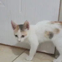 گمشده