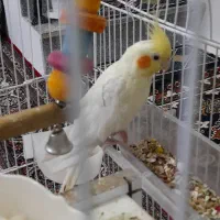 فروش انواع طوطی  عروس هلندی از نژاد های مختلف|پرنده|قروه, |دیوار