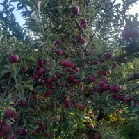 سیب سرخ استخوانی آب دار درشت درجه یک