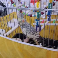 عروس هلندی ماده دستی|پرنده|تهران, شهرک ولیعصر جنوبی|دیوار