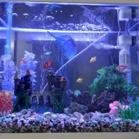 اکواریوم شرکتی با ماهی ها|ماهی|رشت, جماران|دیوار