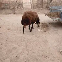 قوچ کله عروس|حیوانات مزرعه|الیگودرز, |دیوار