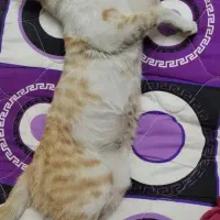 گربه گم شده