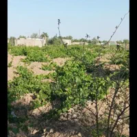 فروش باغ انگورو میوه1500متر|فروش خانه و ویلا|کبودرآهنگ, |دیوار