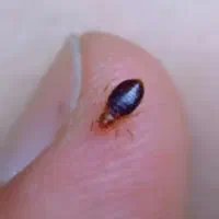 سمپاشی ساس|خدمات نظافت|ملارد, |دیوار