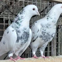 کبوتر پروازی اس|پرنده|قائم‌شهر, |دیوار
