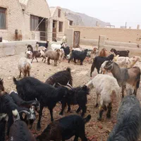 گوسفند زنده و گوشتی همراه با قصاب|حیوانات مزرعه|یزد, |دیوار