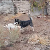 هاسکی اصلی فوری واگذار میشود|سگ|بجنورد, |دیوار