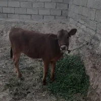 گاو گوساله|حیوانات مزرعه|بم, |دیوار
