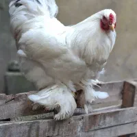 خروس برهما رنگ کلبین وایت