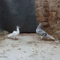 کبوتر ساده مگسی .چپ