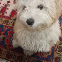 توله شیتزو ماده واکسن خورده بازیگوش باهوش