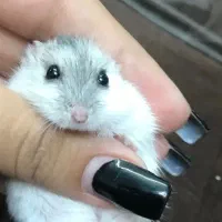 همستر کمپل خونگی