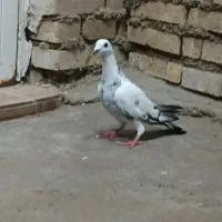 کبوتر‌گوره