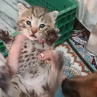 واگذاری بچه گربه