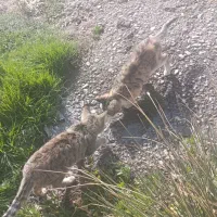 واگذاری دو عدد بچه گربه