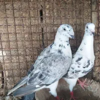 کبوتر|پرنده|شوشتر, |دیوار