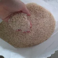 برنج فجر