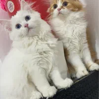 گربه پرشین|گربه|بوشهر, |دیوار