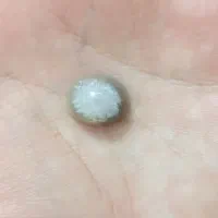 باباقوری یشم