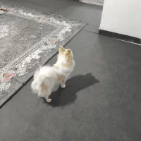 سگ پامر روباهی|سگ|اسلامشهر, باغ فیض|دیوار